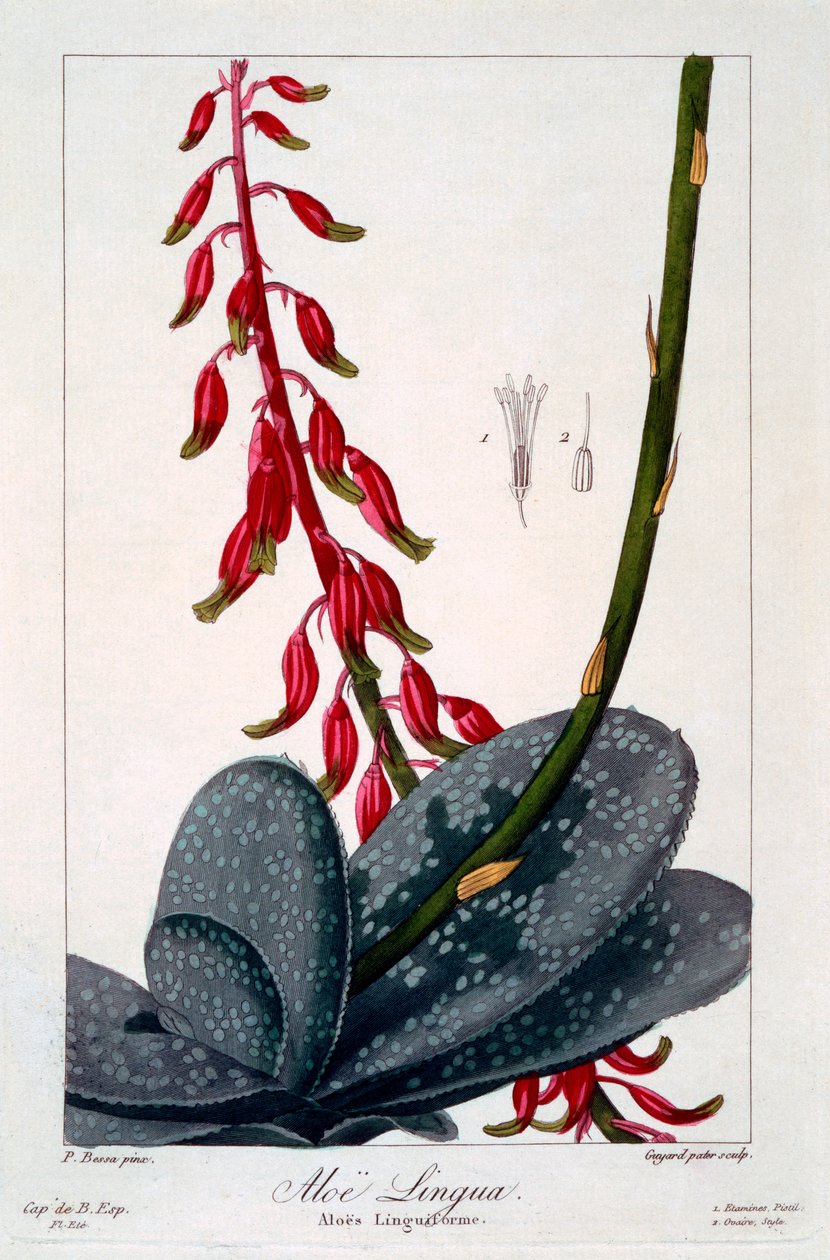 Aloe lingua, 1836 (ručně kolorovaná rytina) od Pancrace Bessa