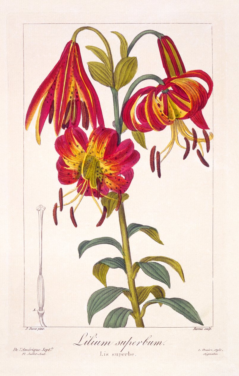 American Turkscap Lily, 1836 (ručně kolorovaná rytina) od Pancrace Bessa