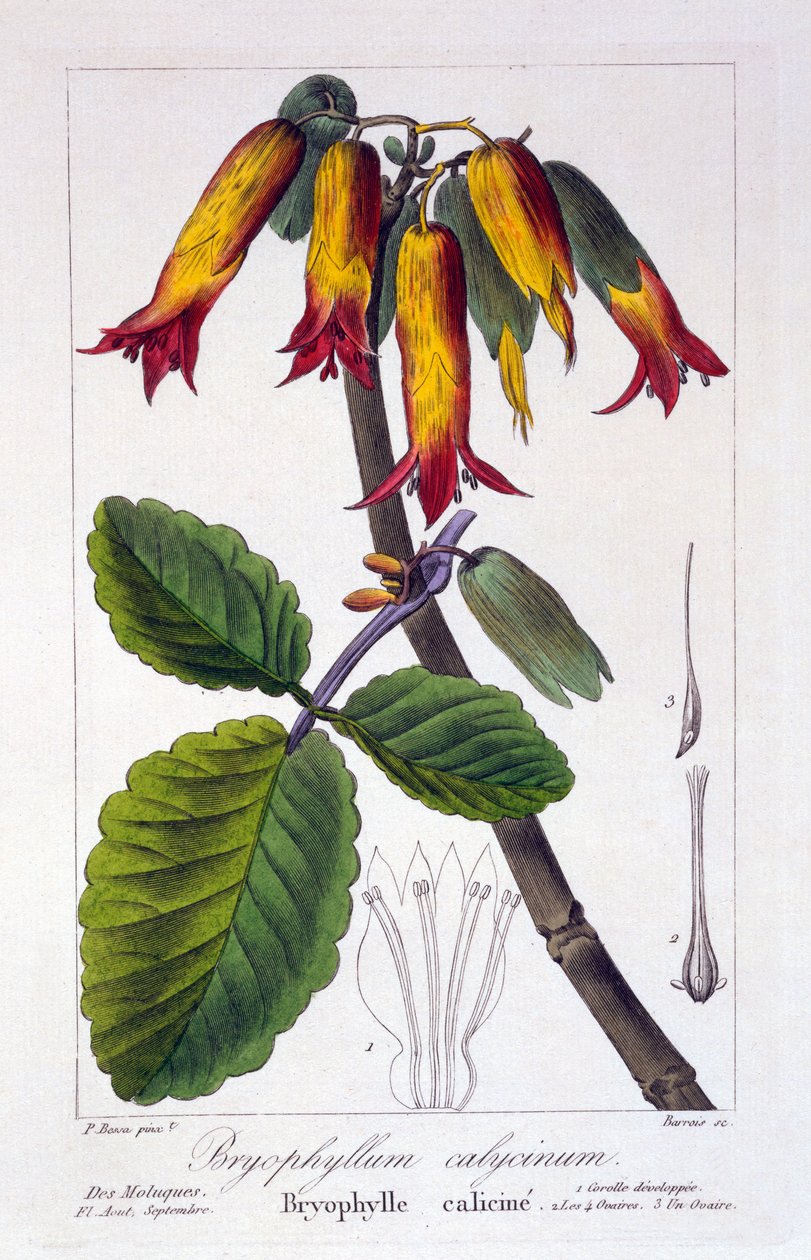 Bryophyllum calycinum nebo Kalanchoe pinnata, 1836 (ručně kolorovaná rytina) od Pancrace Bessa