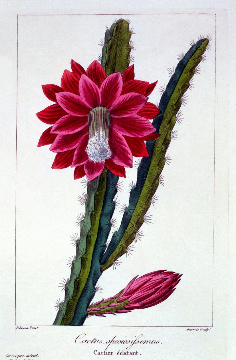 Kaktus, 1836 (ručně kolorovaná rytina) od Pancrace Bessa