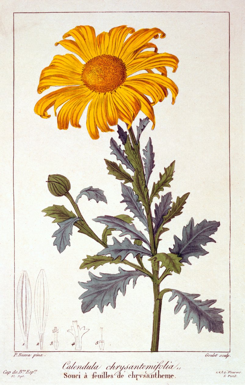 Calendula officinalis neboli měsíček lékařský, 1836 (ručně kolorovaná rytina) od Pancrace Bessa