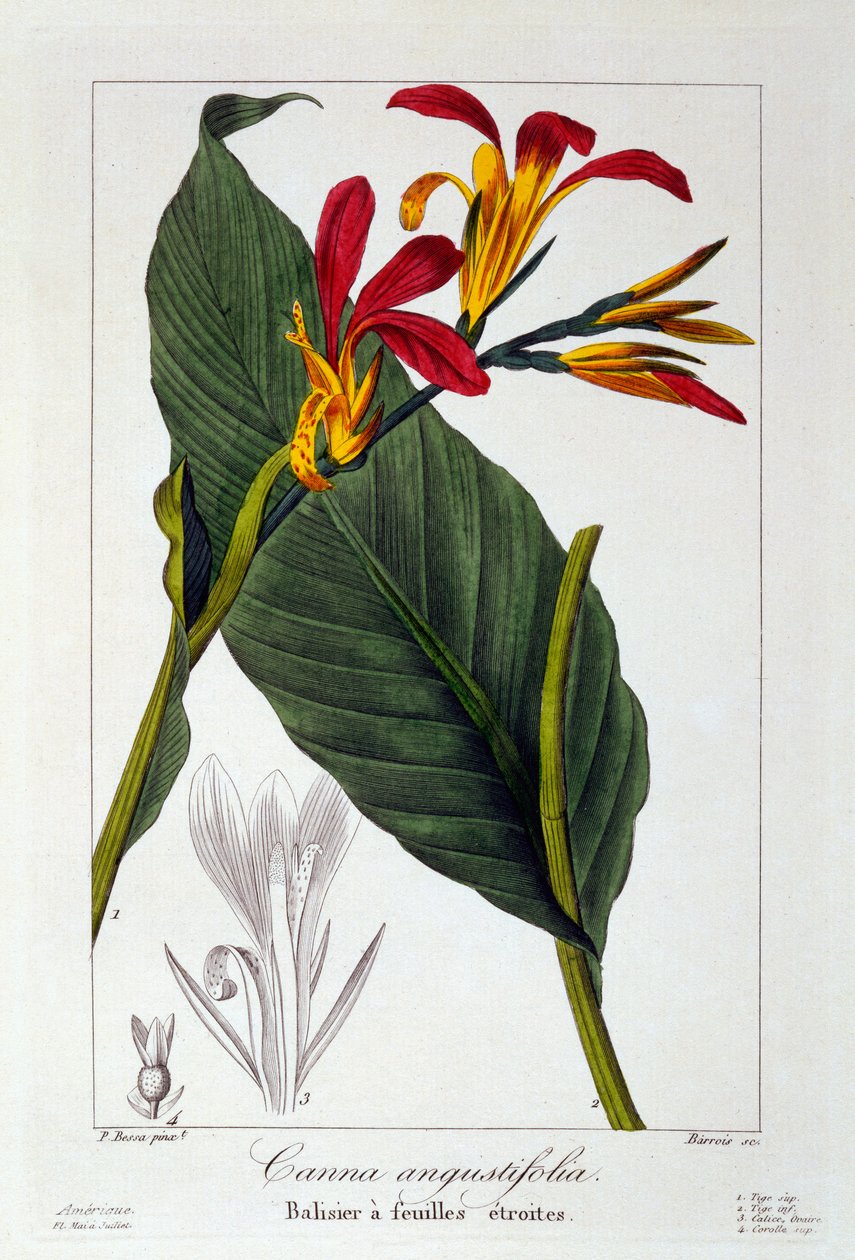 Canna or Indian Shot Flower, 1836 (ručně kolorovaná rytina) od Pancrace Bessa