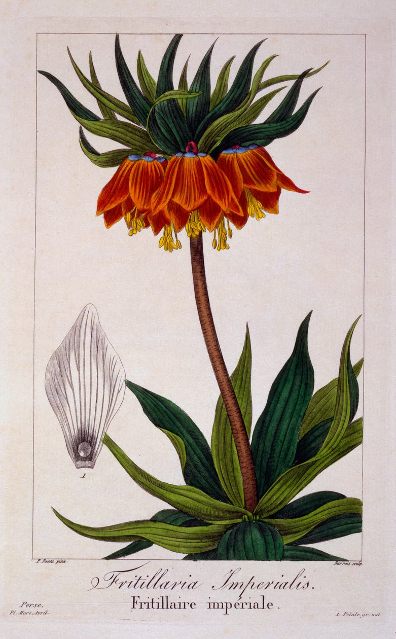 Fritillaria imperialis, 1836 (ručně kolorovaná rytina) od Pancrace Bessa