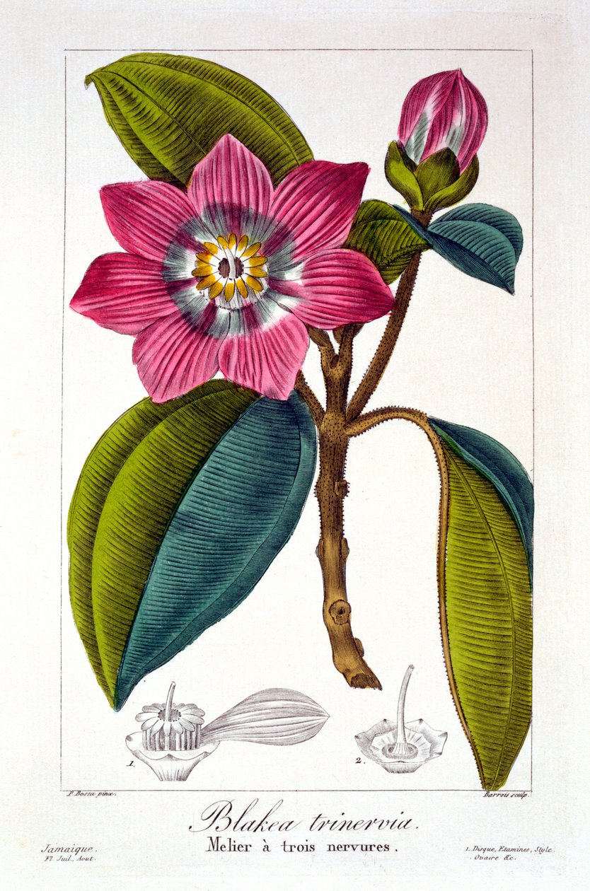 Melier, 1836 (ručně kolorovaná rytina) od Pancrace Bessa