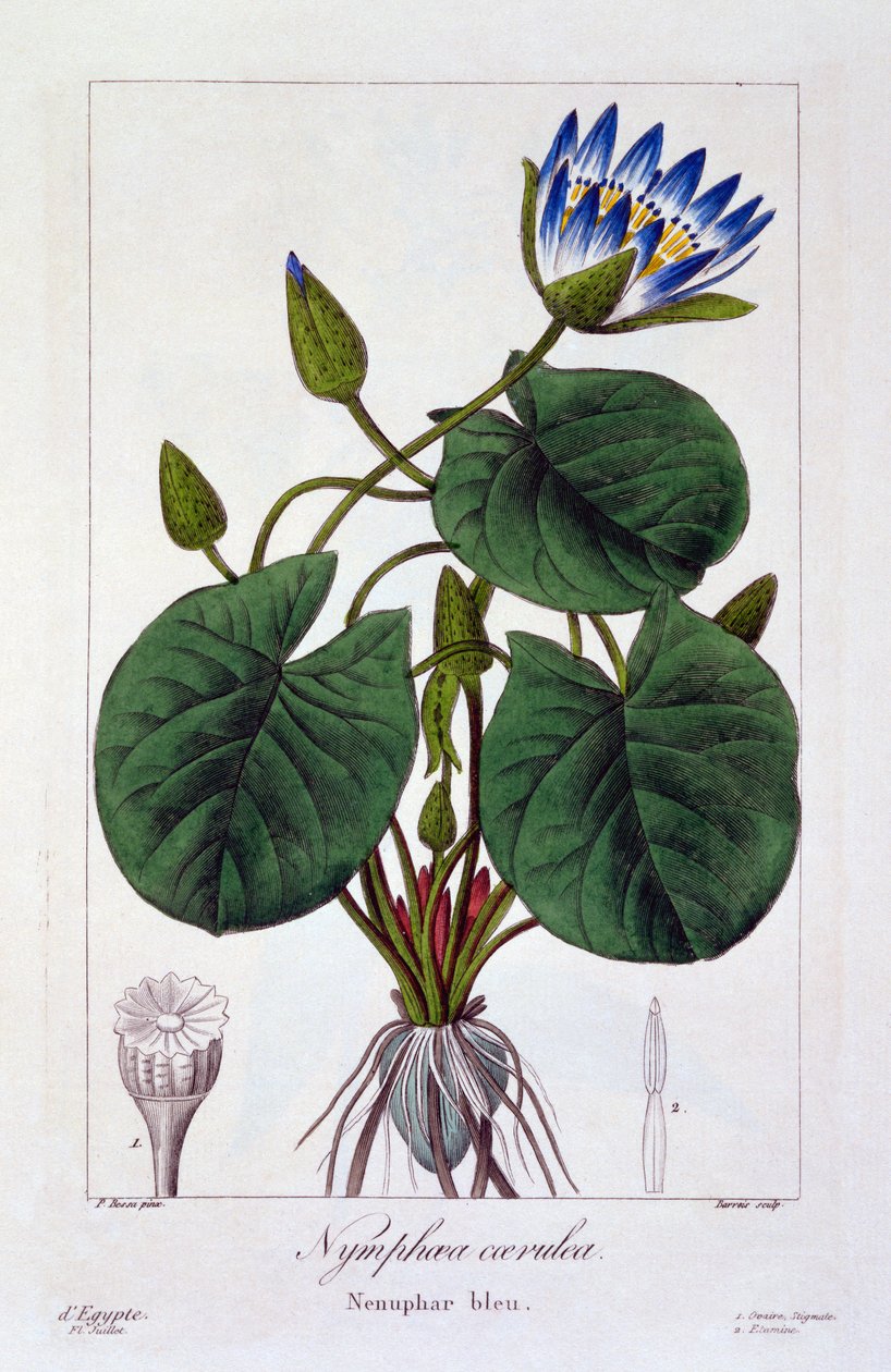 Nymphaea caerulea, 1836 (ručně barvené gravírování) od Pancrace Bessa
