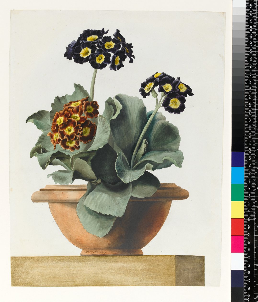 PD.199-1973 Potted Auricula, 1817 od Pancrace Bessa