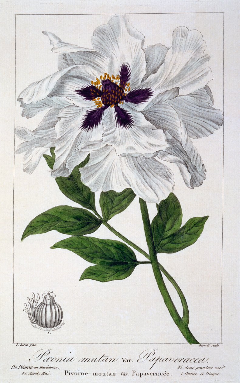Paeonia suffruticosa, 1836 (ručně kolorovaná rytina) od Pancrace Bessa