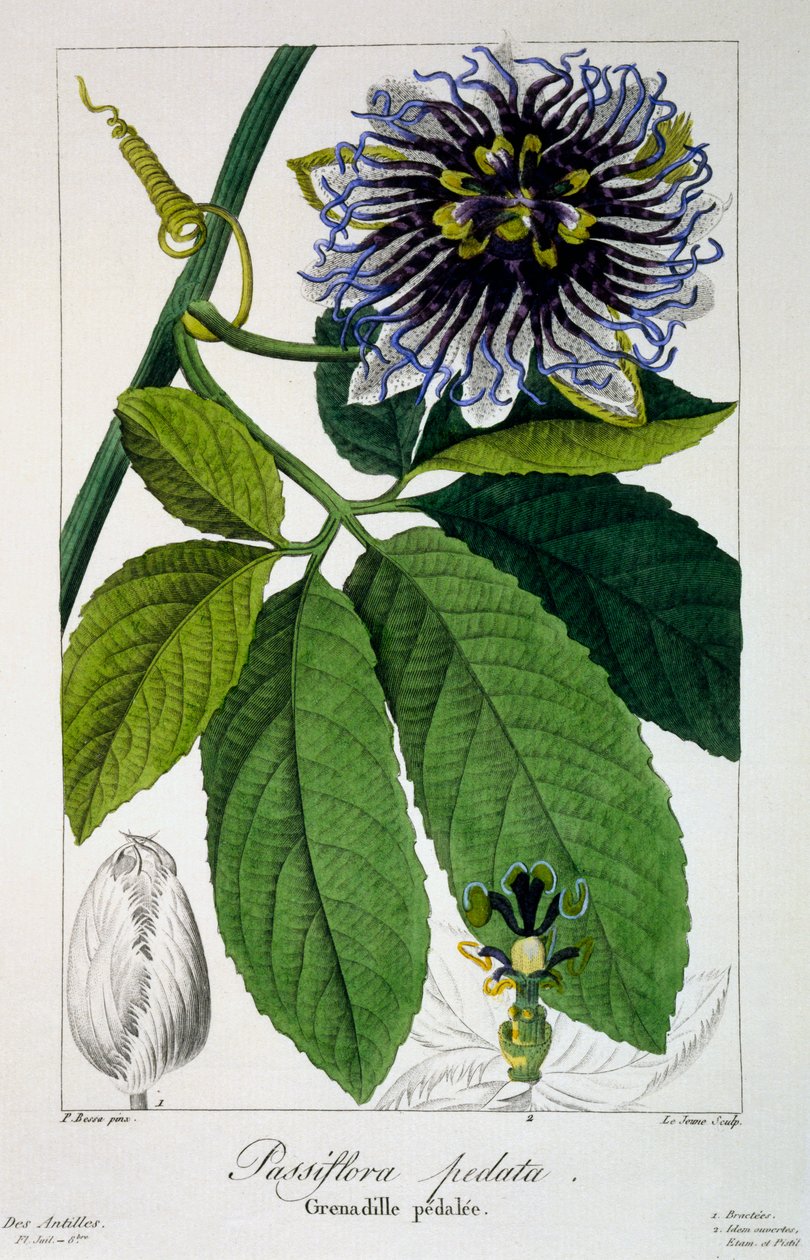 Passiflora pedata, neboli mučenka, 1836 (ručně kolorovaná rytina) od Pancrace Bessa