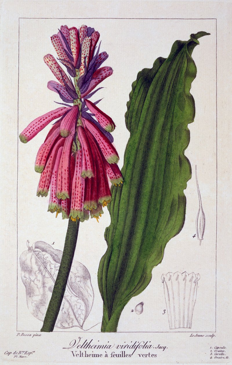 Veltheimia viridifolia, 1836 (ručně kolorovaná rytina) od Pancrace Bessa
