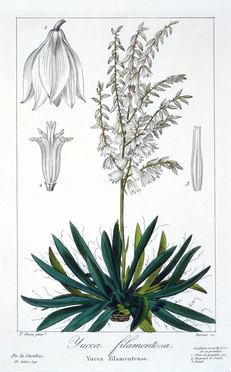 Yucca filamentosa, 1836 (ručně kolorovaná rytina) od Pancrace Bessa