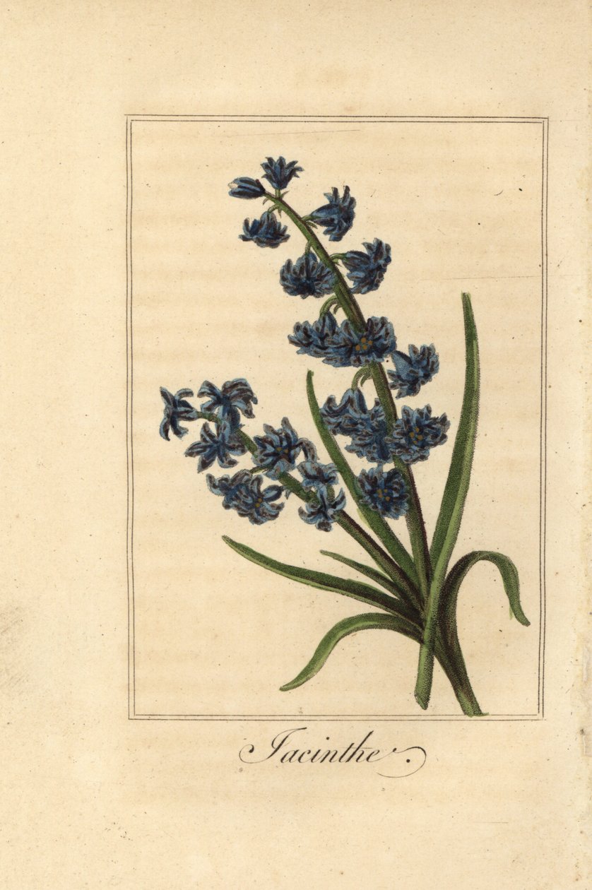 Hyacint, hyacint, Hyacinthus orientalis od Pancrace (after) Bessa