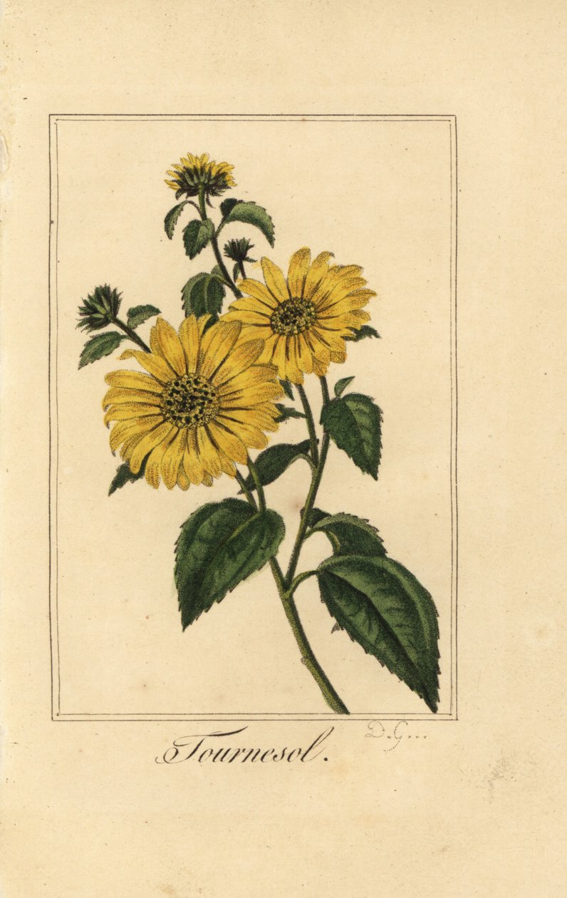 Slunečnice, tournesol, Helianthus annuus od Pancrace (after) Bessa