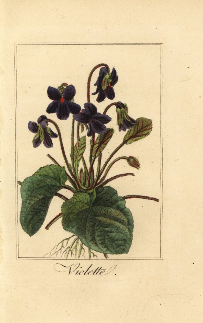 Sladká fialka, Violette, Viola odorata od Pancrace (after) Bessa