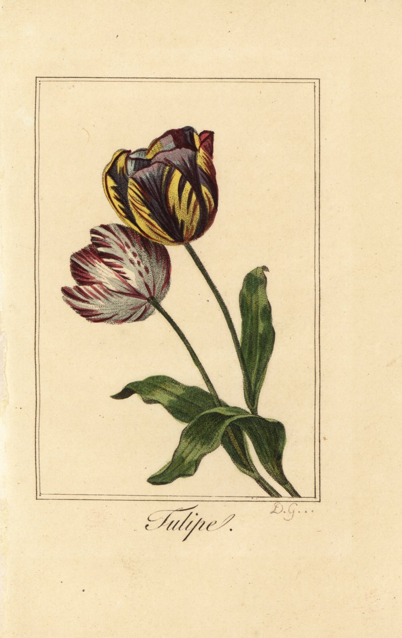 Odrůdy tulipán, tulipán, Tulipa gesneriana od Pancrace (after) Bessa