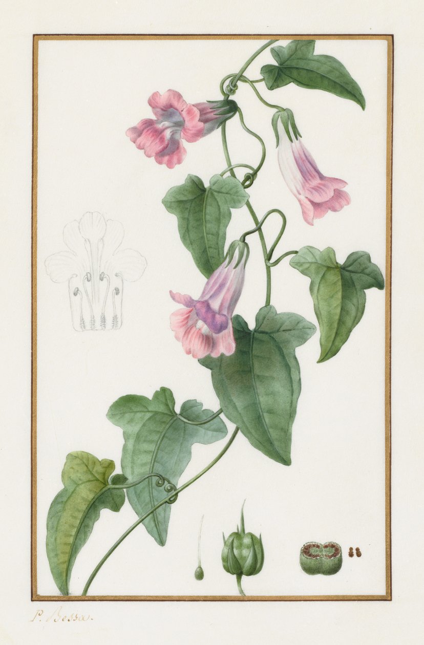 Botanická: Maurándia semperflorens, 1836. od Pancrace Bessa