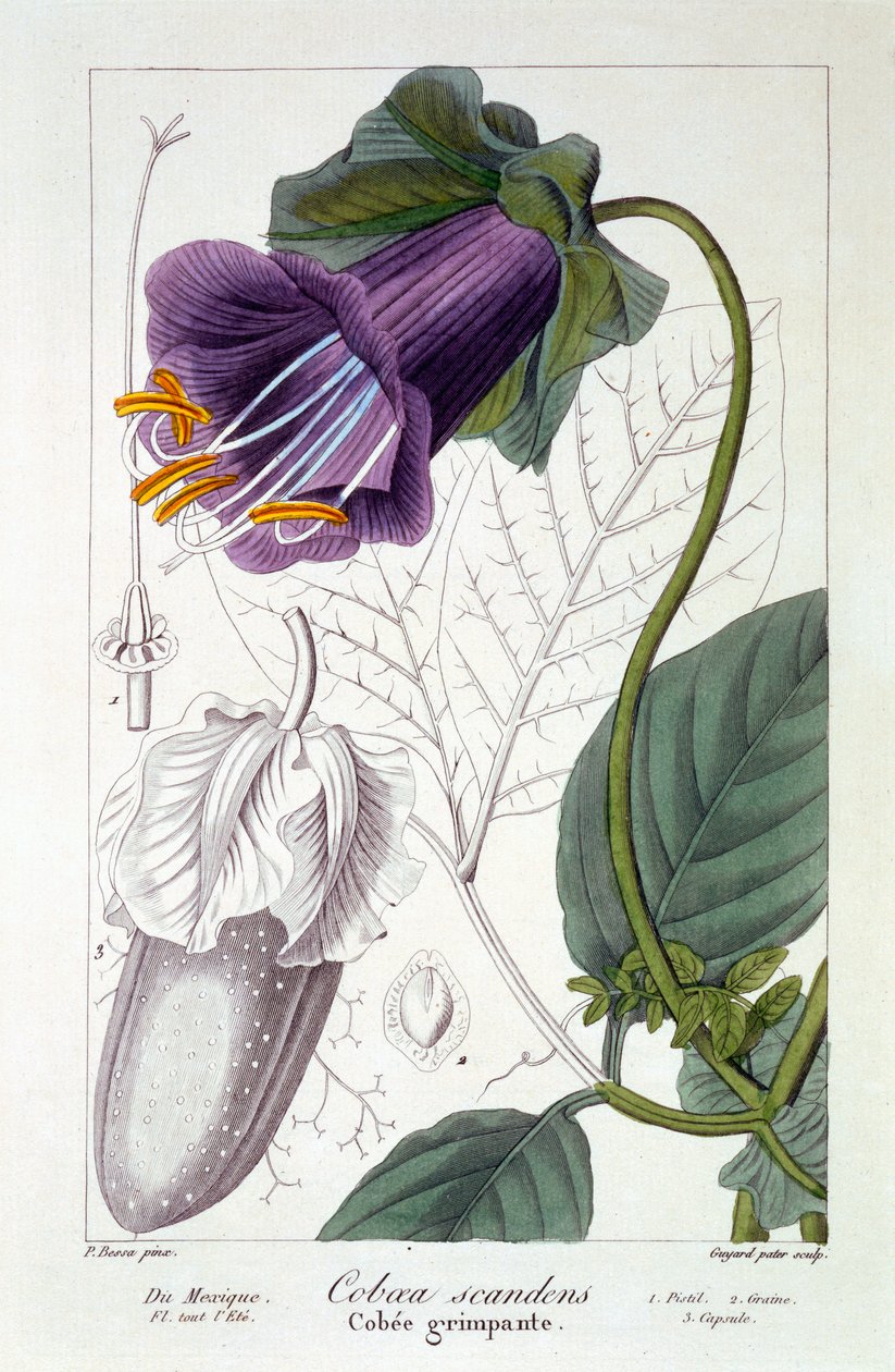 Cobaea scandens, 1836 (ručně kolorovaná rytina) od Pancrace Bessa