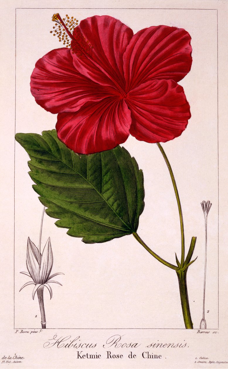 Hibiscus rosa-sinensis, 1836 (ručně kolorovaná rytina) od Pancrace Bessa