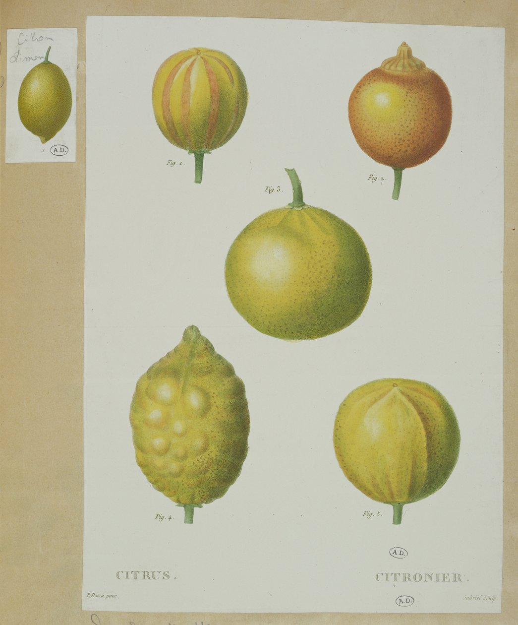 Citrony, rytý Gabriel od Pancrace Bessa