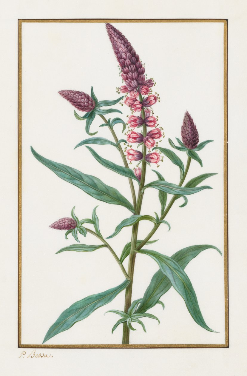 Bez názvu, 1828-1835. od Pancrace Bessa