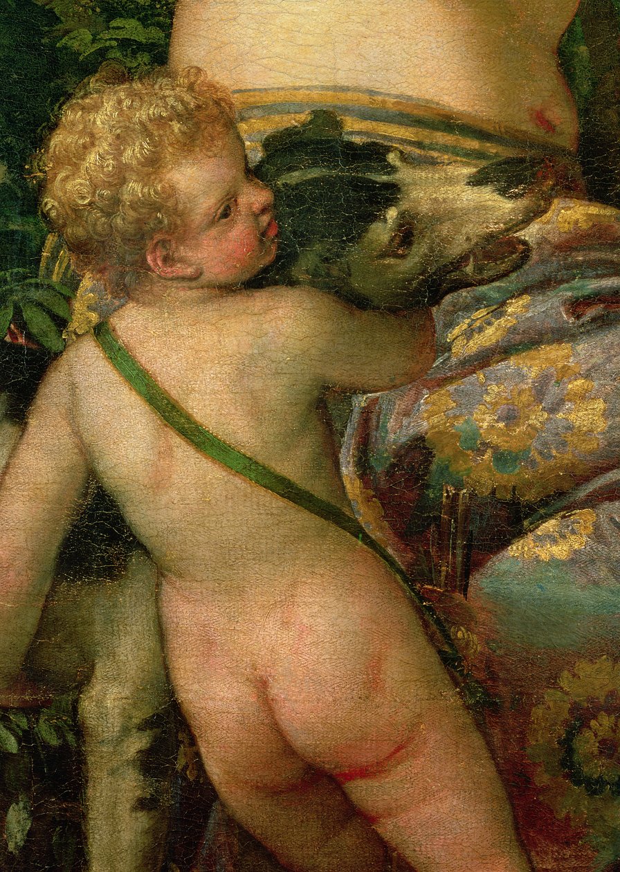 Amor, detail z Venuše a Adonis, 1580 (detail 38598) od Paolo Veronese