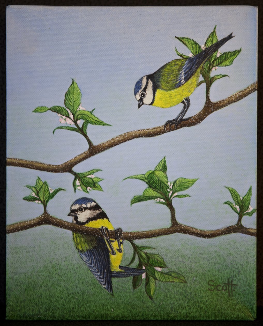 Bluetits, 2016 od Pat Scott