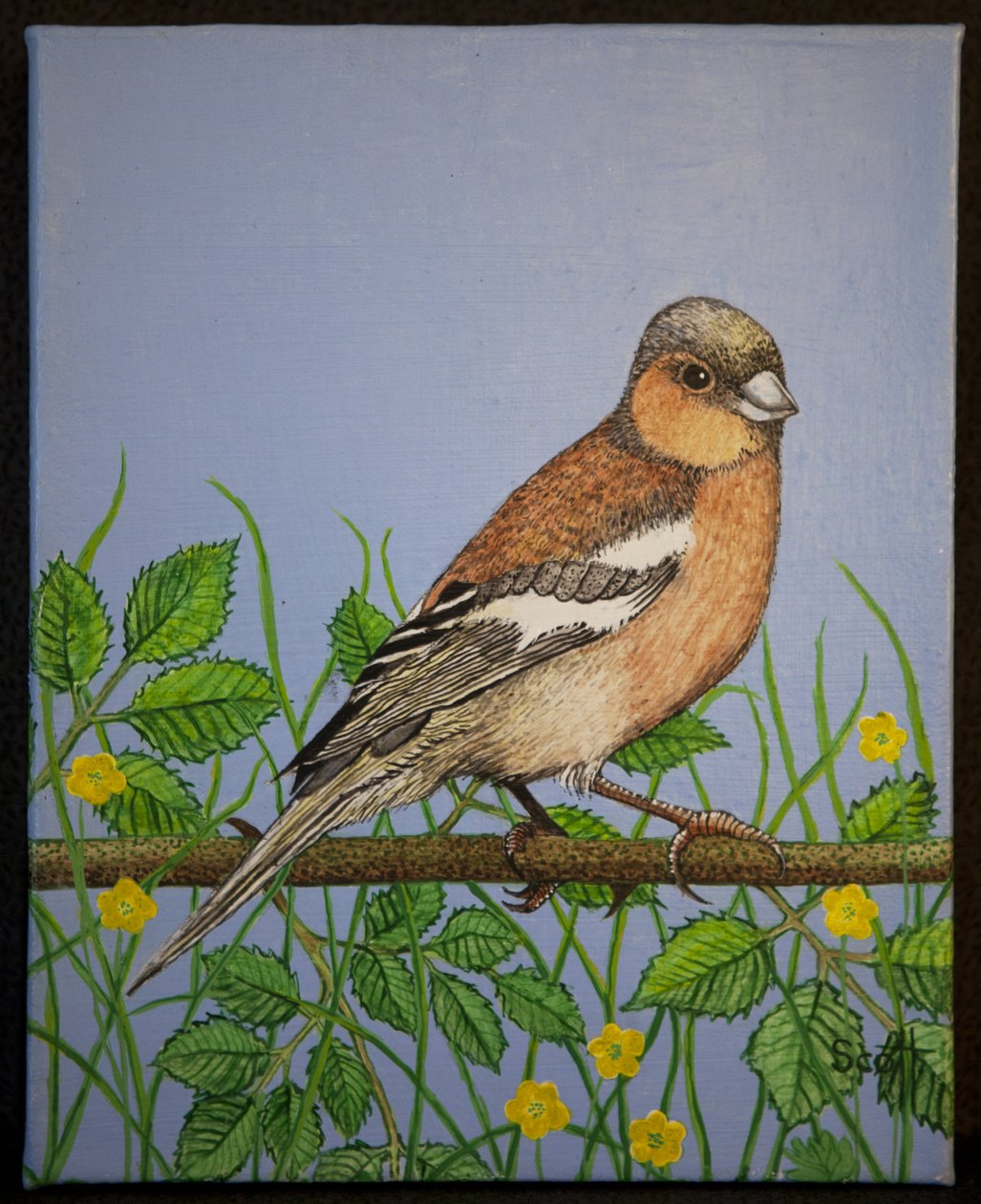 Chaffinch, 2016 od Pat Scott