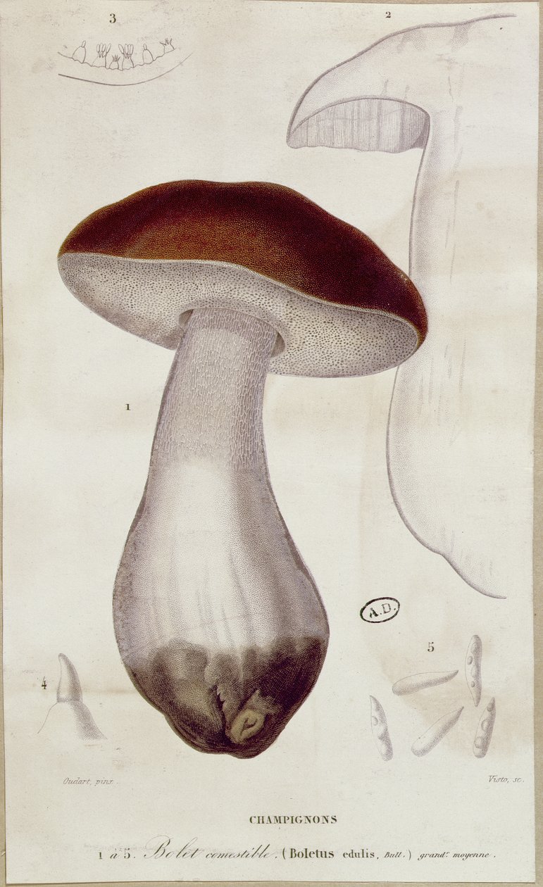 Boletus edulis, ilustrace k vydání 