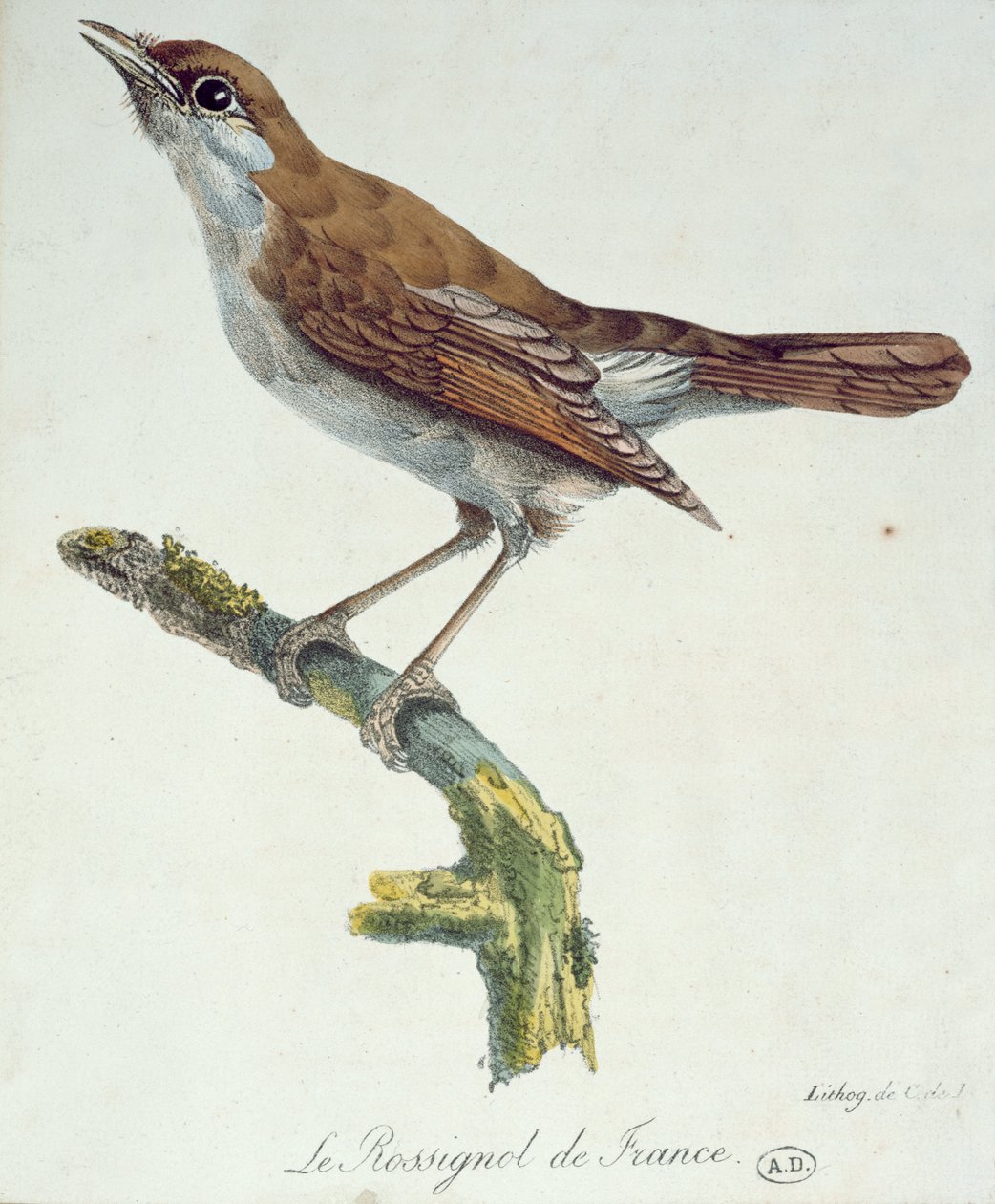 Slavík Francie, kolem roku 1830 od Paul Louis Oudart