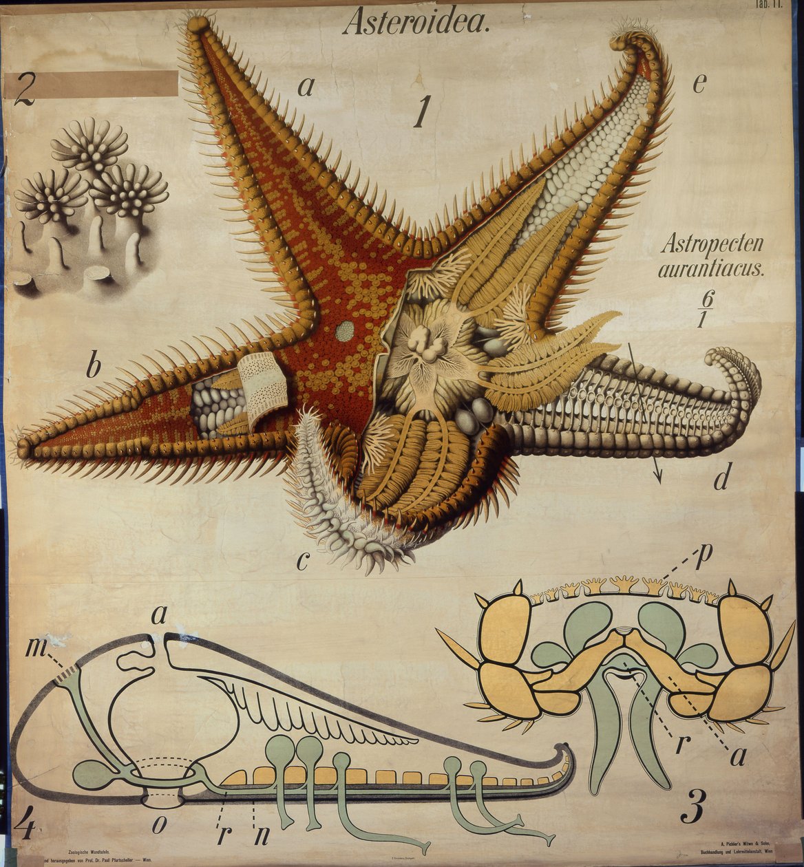 Astropecten, č. 11, Pfurtscheller