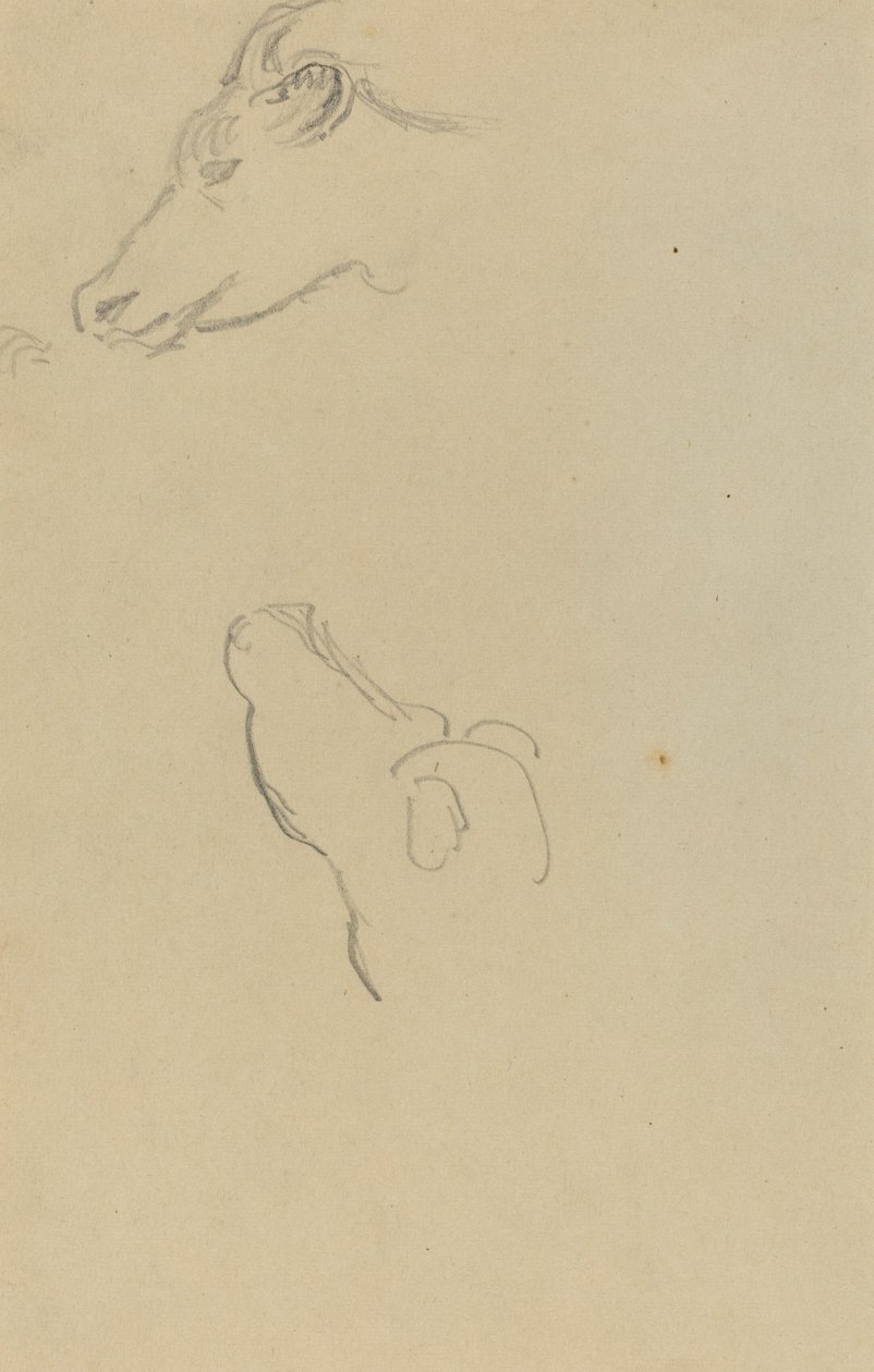 Hlava krávy [recto] od Paul Gauguin