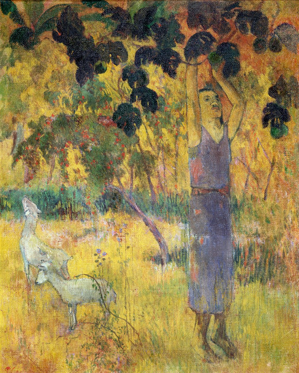 Muž sbírá ovoce ze stromu, 1897. od Paul Gauguin