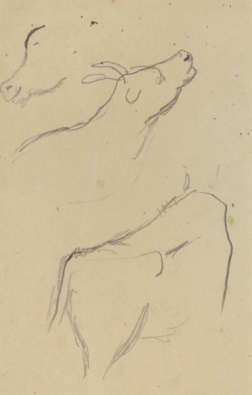 Studie krávy [verso] od Paul Gauguin
