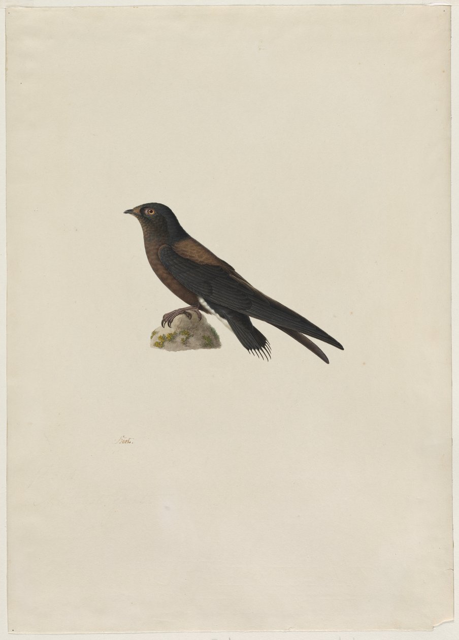 Rychloocasý (Hirundapus caudacutus) od Paul Huet