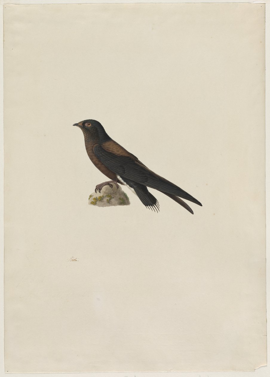 Rychloocasý Hirundapus caudacutus, 19. století. od Paul Huet