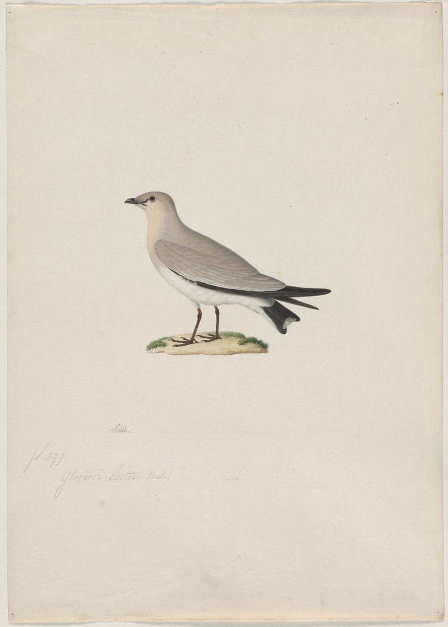 Malá Pratincole Glareola lactea, 19. století. od Paul Huet