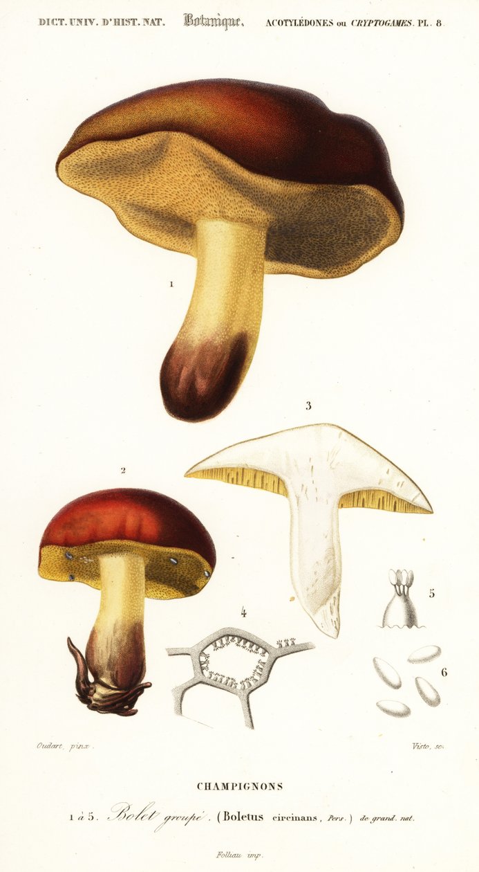 Hřib hřib, Boletus circinans., 1849 (rytina) od Paul Louis Oudart