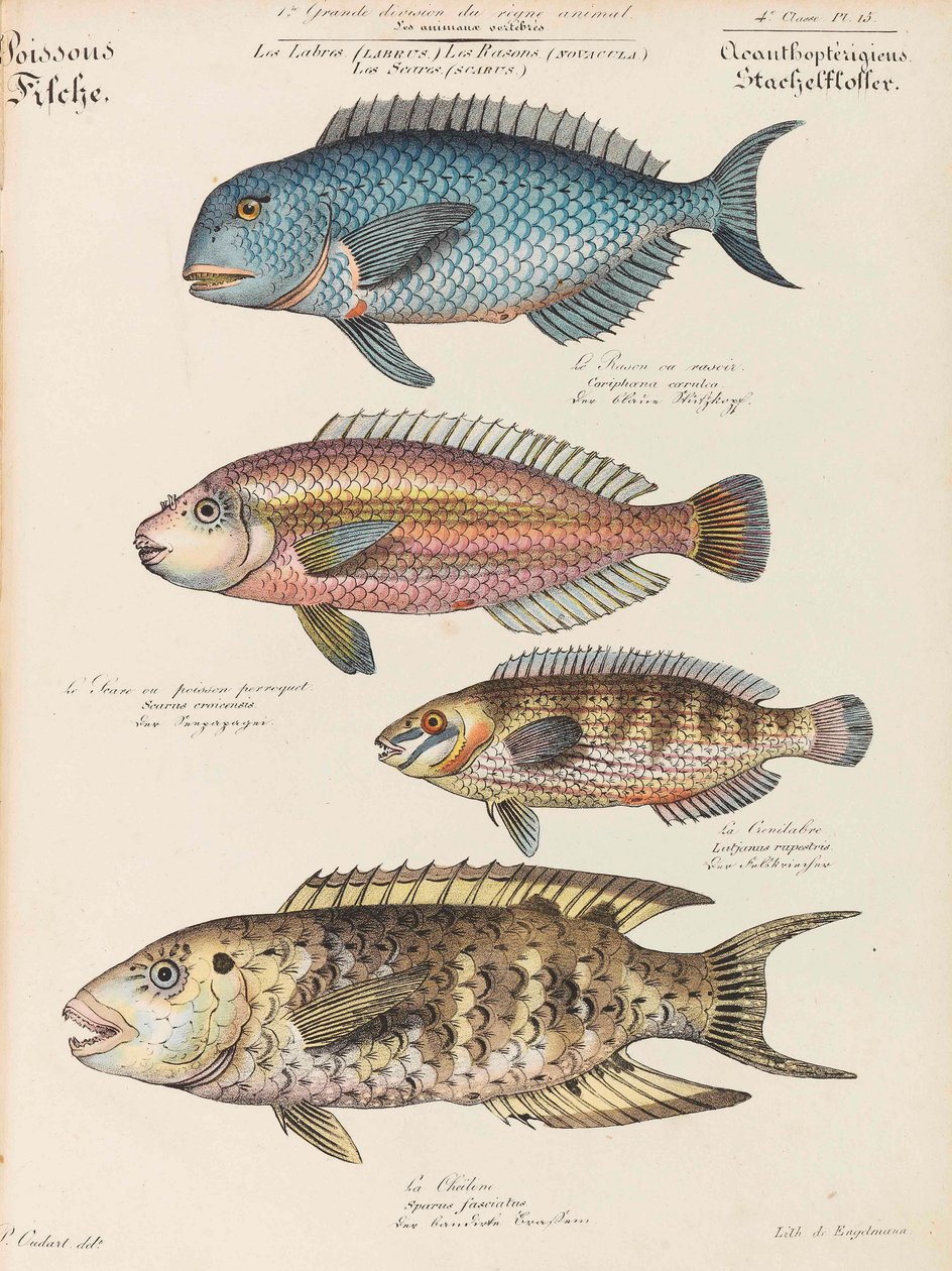 Kurz přírodní historie, 1825-1826. od Paul Louis Oudart