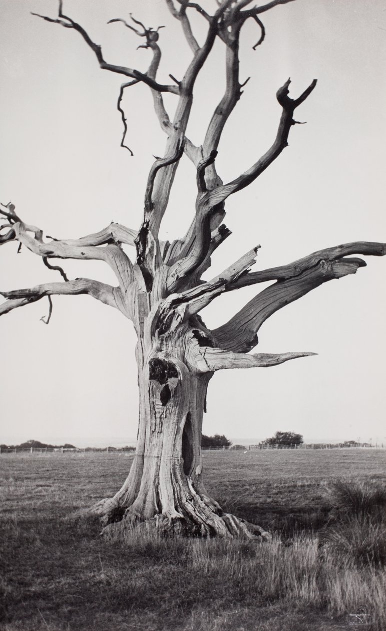 Mrtvý strom, Romney Marsh od Paul Nash