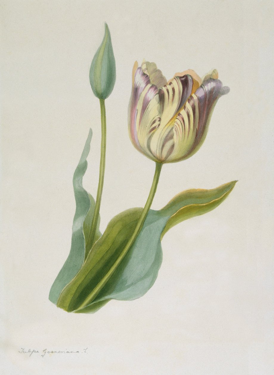 Tulipa, Tulipán, c1840-1880. od Pauline Girardin