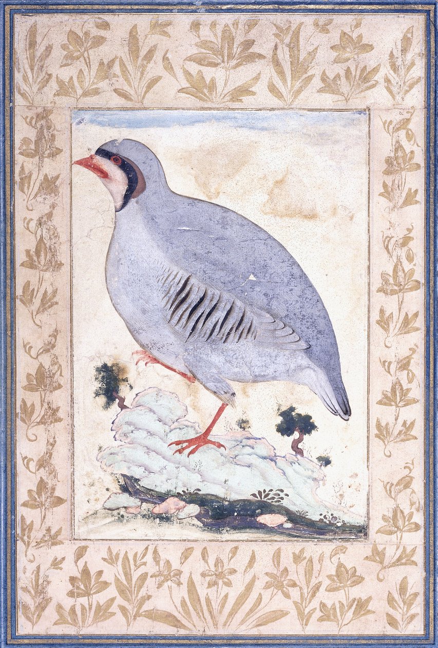Koroptev rudonohá, c. poloviny 17. století od Persian School
