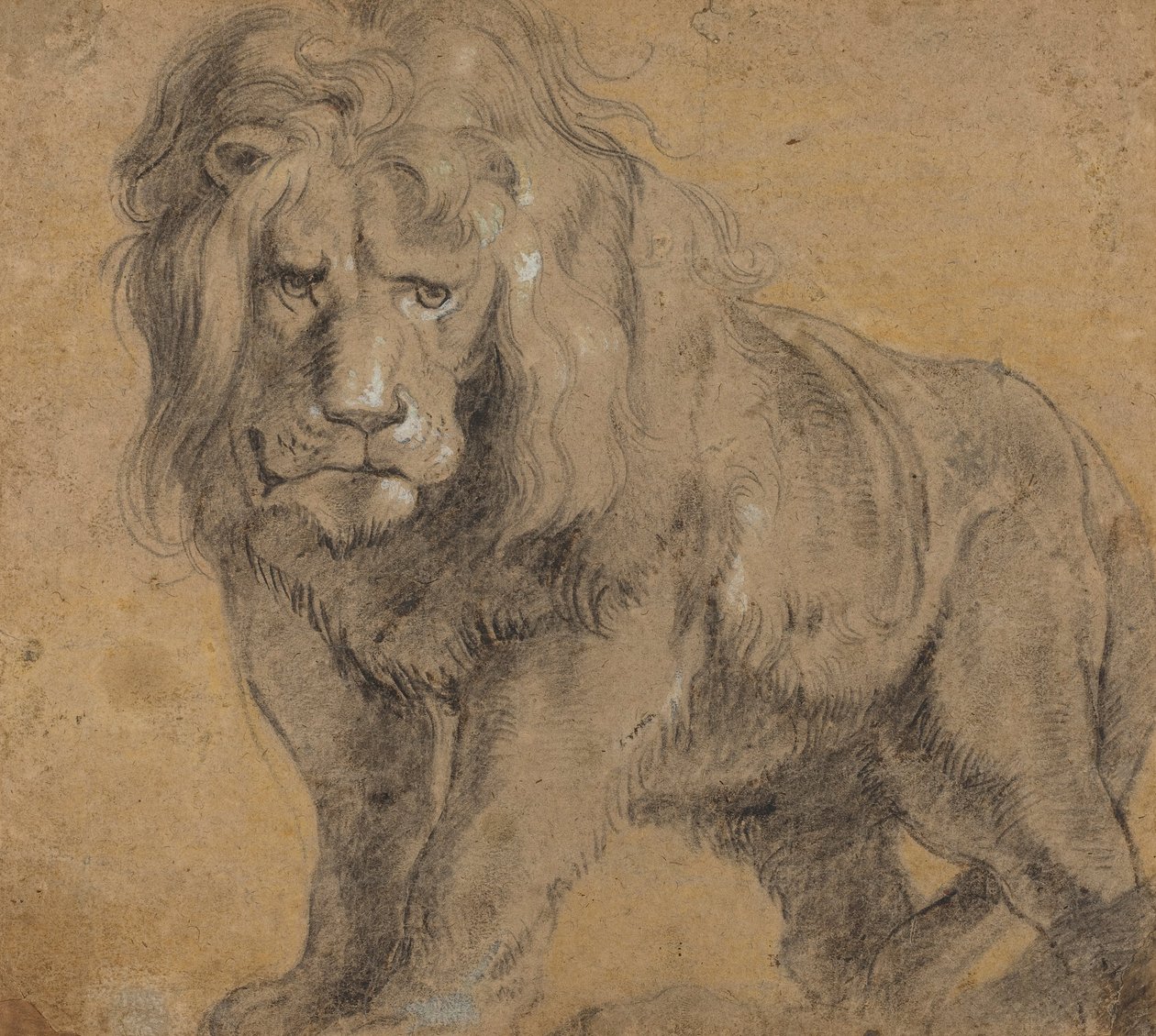 Lev od Peter Paul Rubens