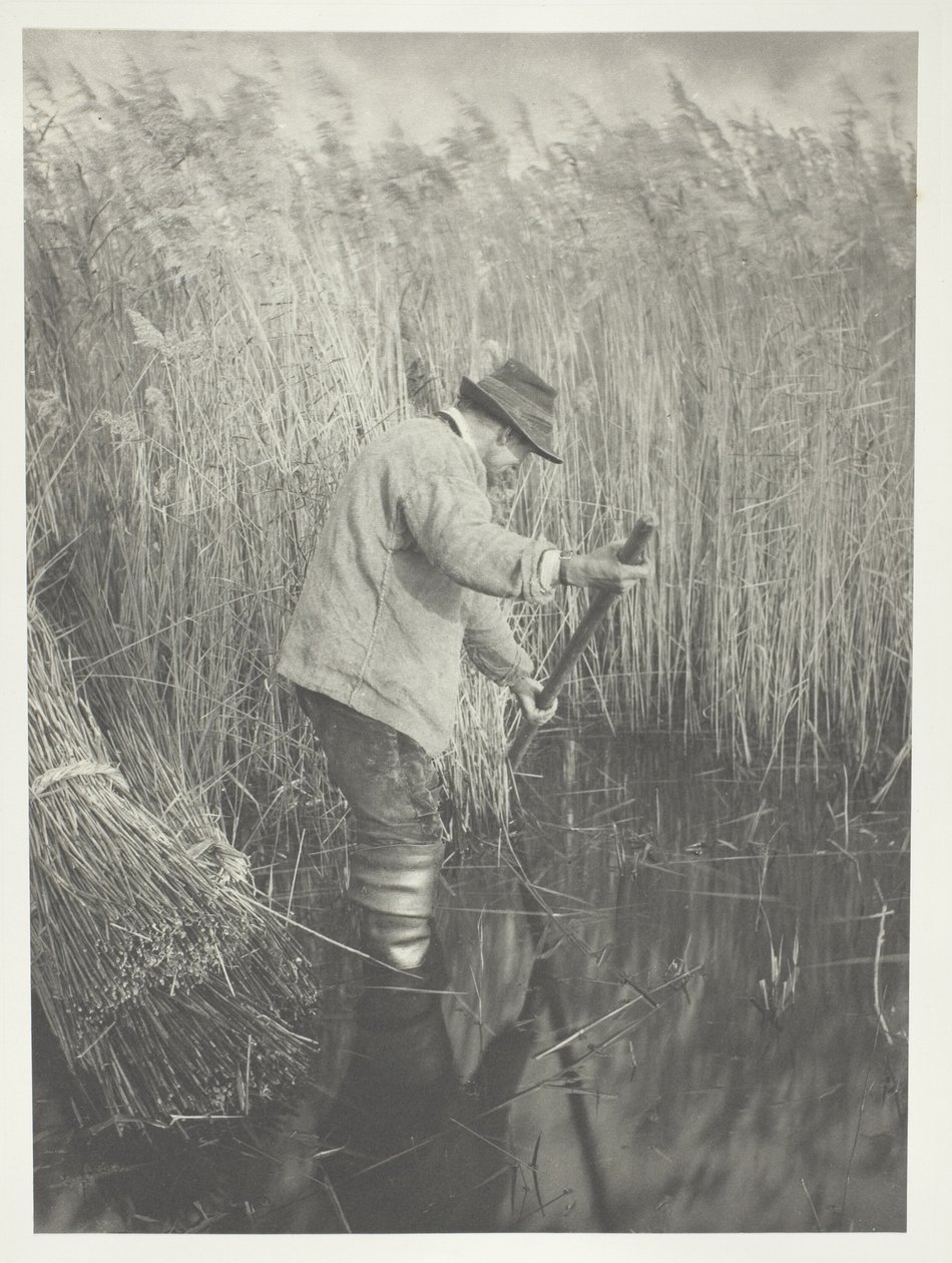 Řezačka rákosu při práci od Peter Henry Emerson