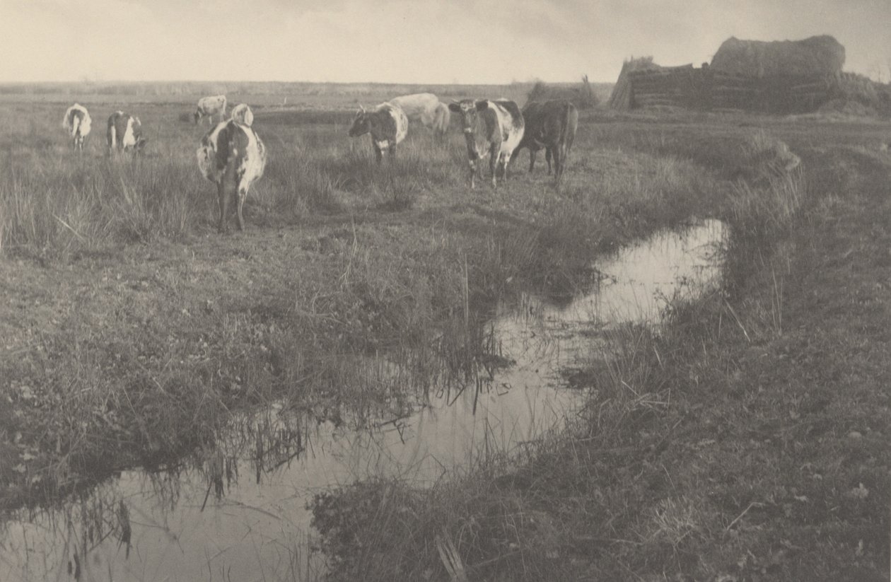 Dobytek na blatech, 1886 (foto) od Peter Henry Emerson