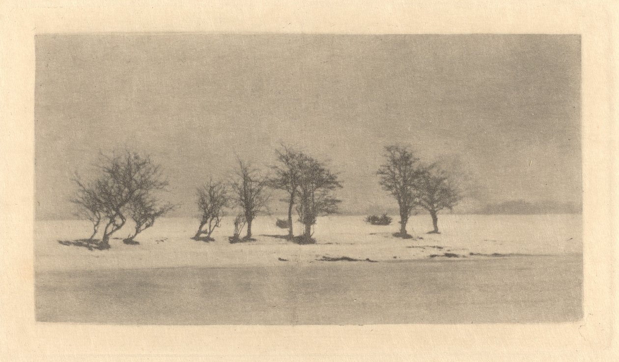 Sukovité trnité stromy od Peter Henry Emerson