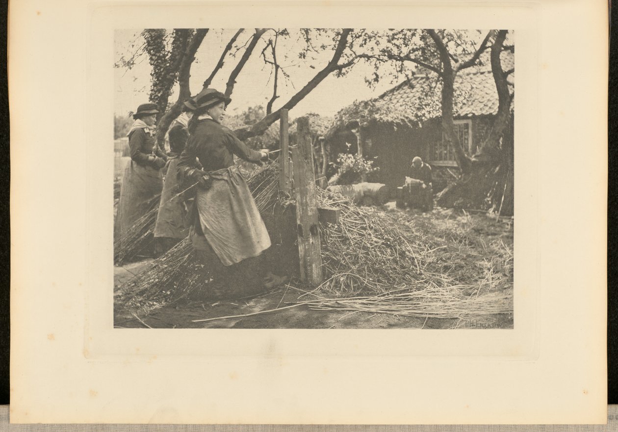 Osier  odlupování. [Norfolk]]. od Peter Henry Emerson