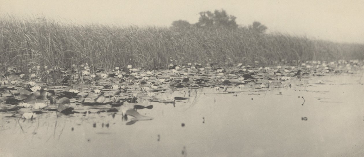 Lekníny od Peter Henry Emerson and T.F. Goodall