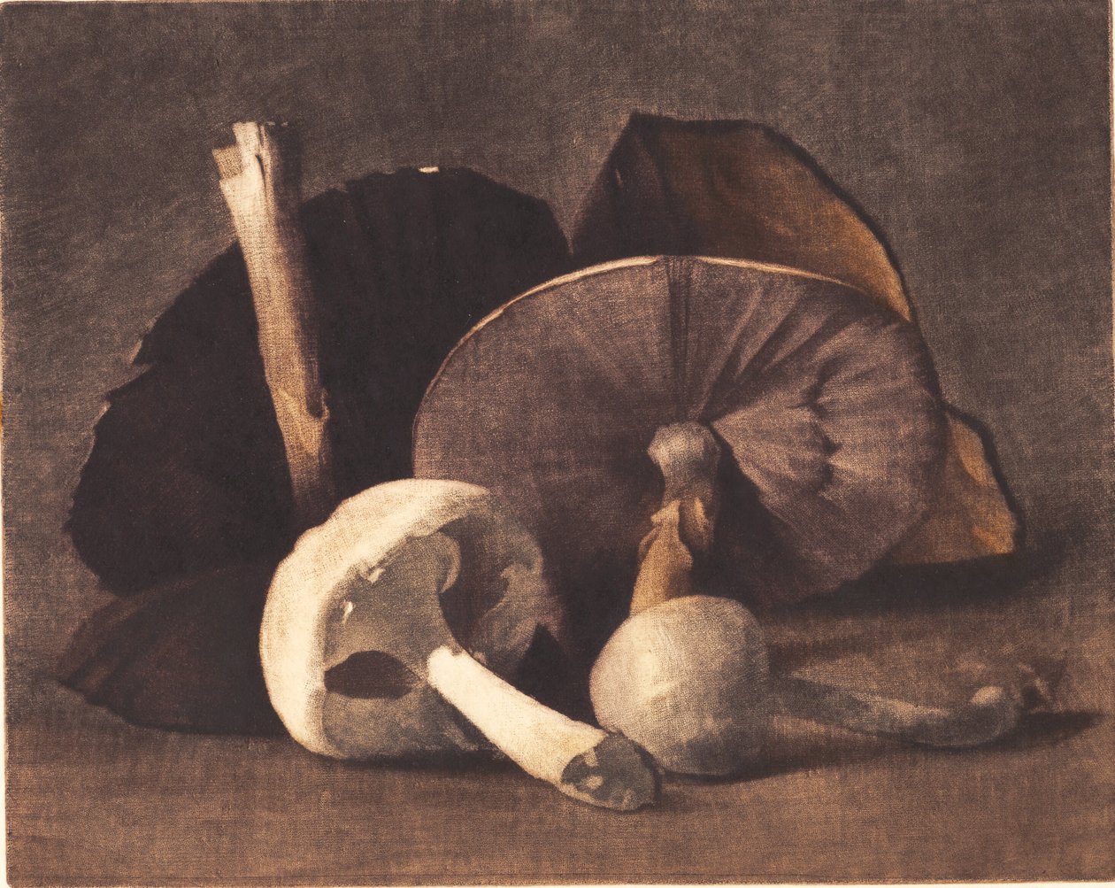 Bílá houba od Peter Vilhelm Ilsted