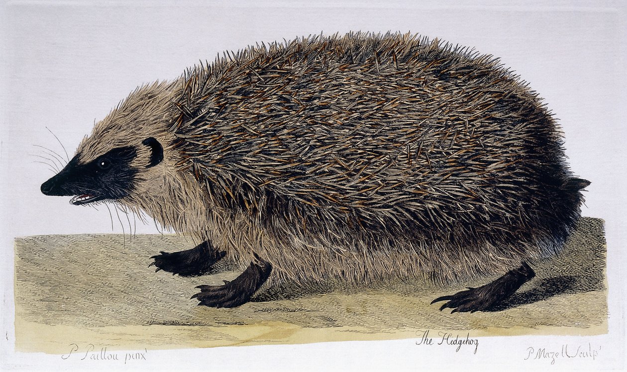 Ježek, 1761-1766 od Peter Paillou