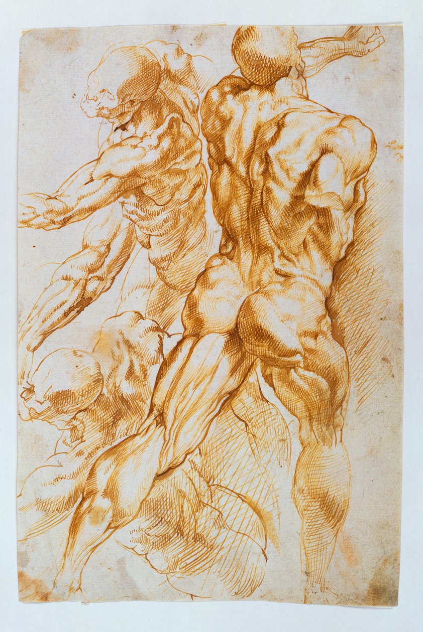 Anatomické studie: Akty v boji od Peter Paul Rubens