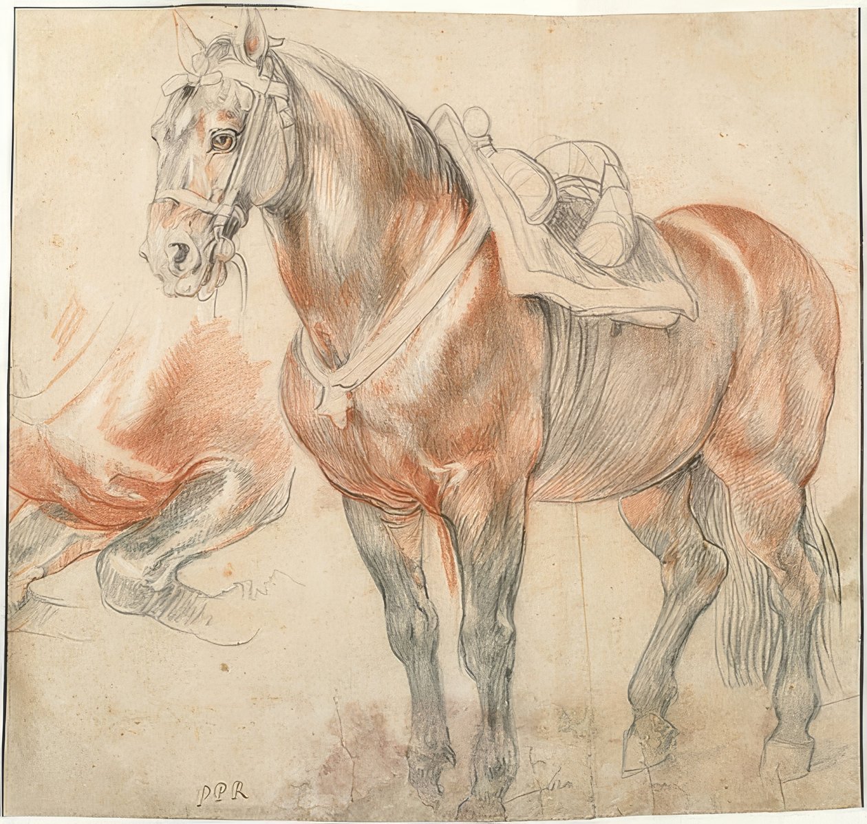 Osedlaný kůň. Kolem 1615-18 od Peter Paul Rubens